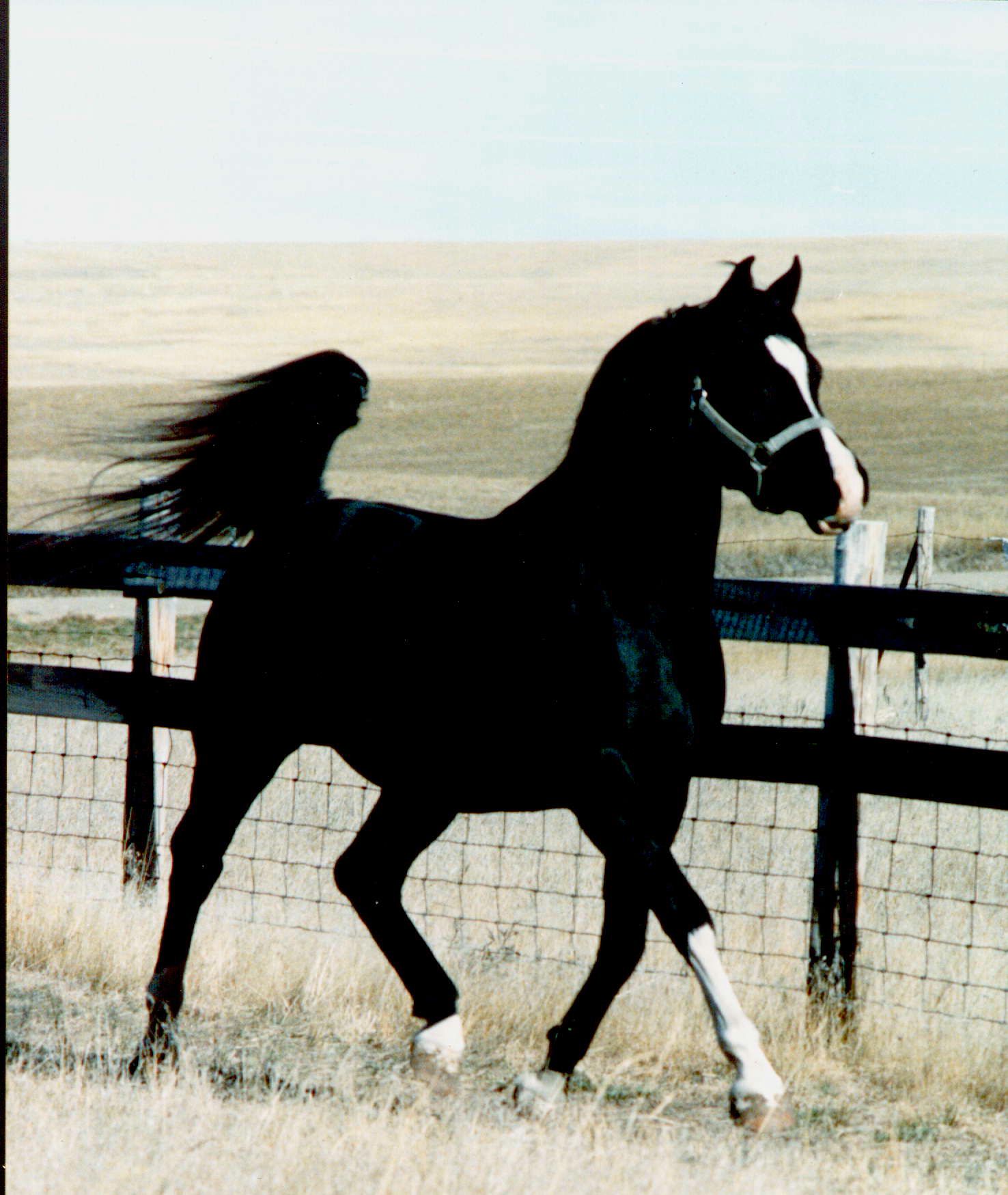 horseranch.jpeg